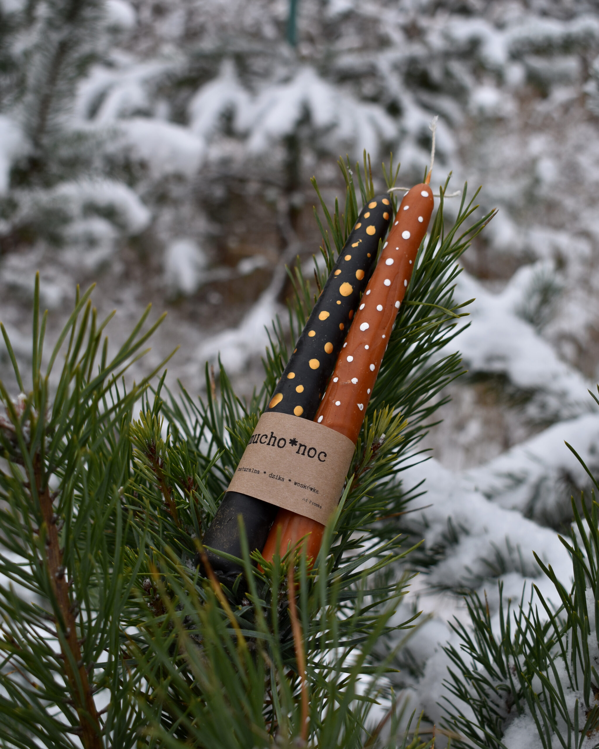 Przaśnik Zimowy - obrazek 11