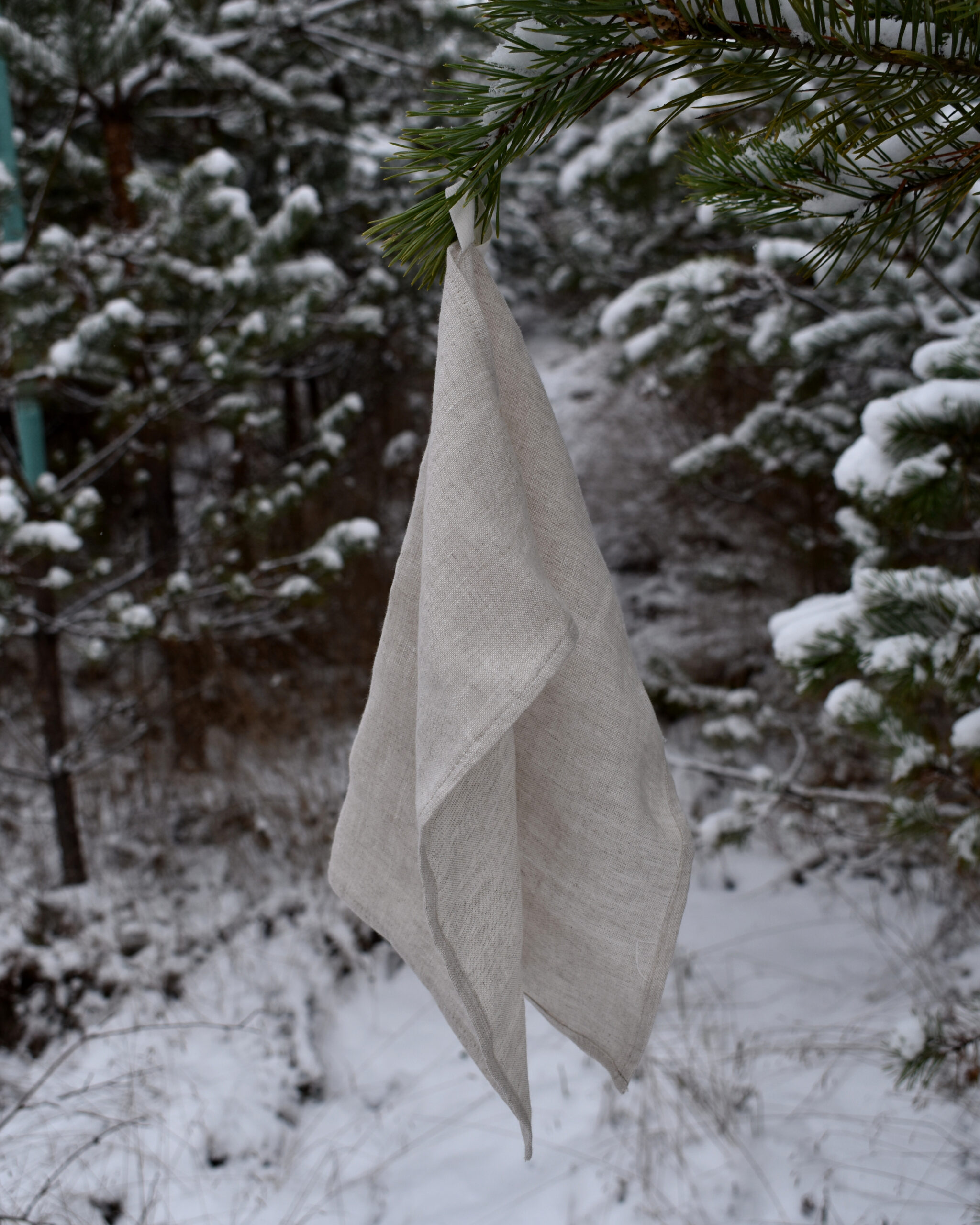 Przaśnik Zimowy - obrazek 12