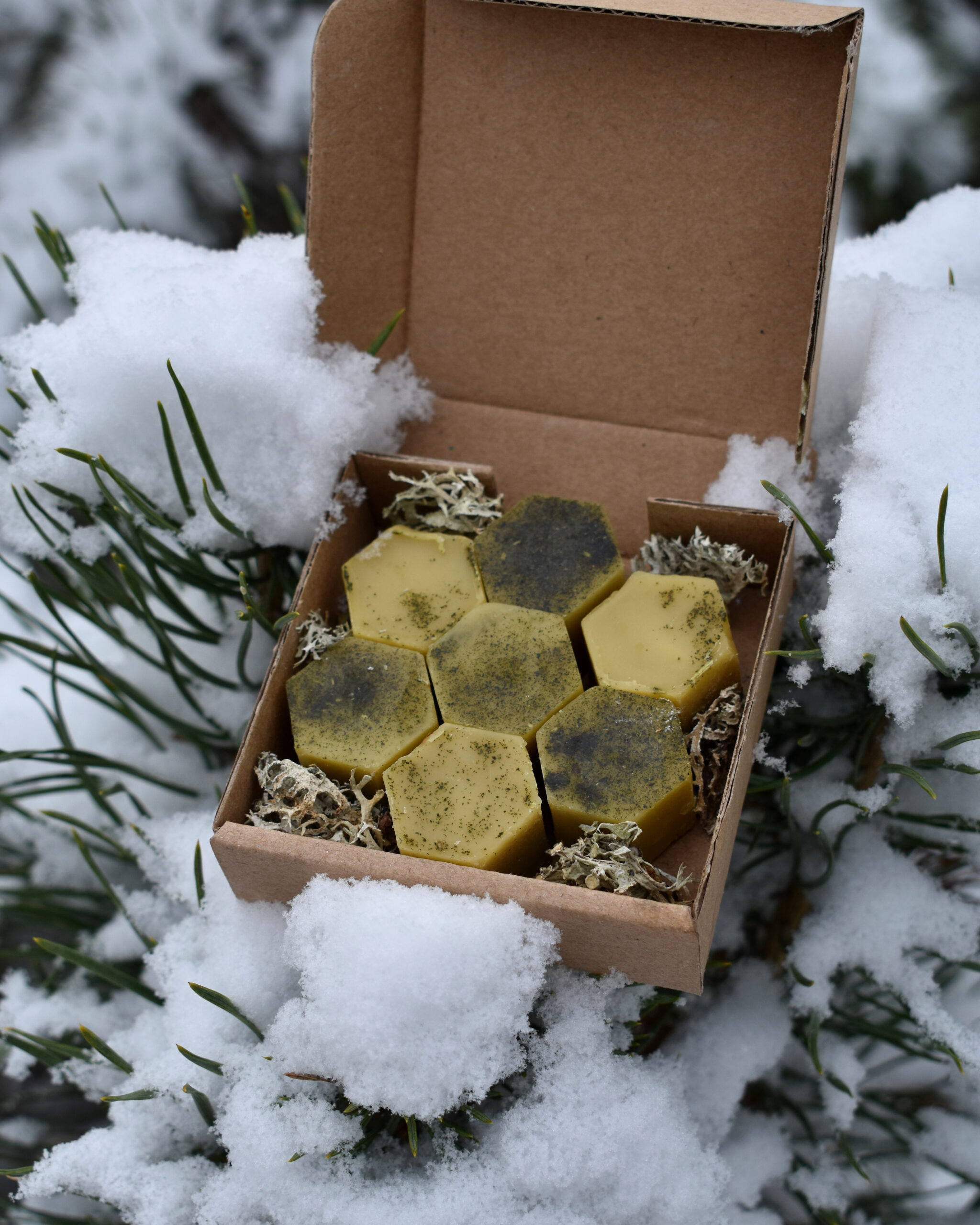 Przaśnik Zimowy - obrazek 4