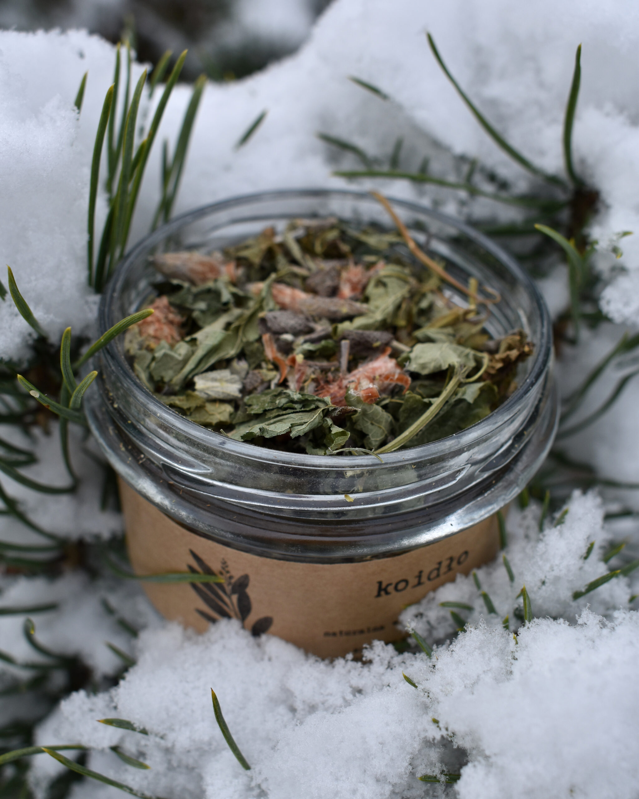 Przaśnik Zimowy - obrazek 5