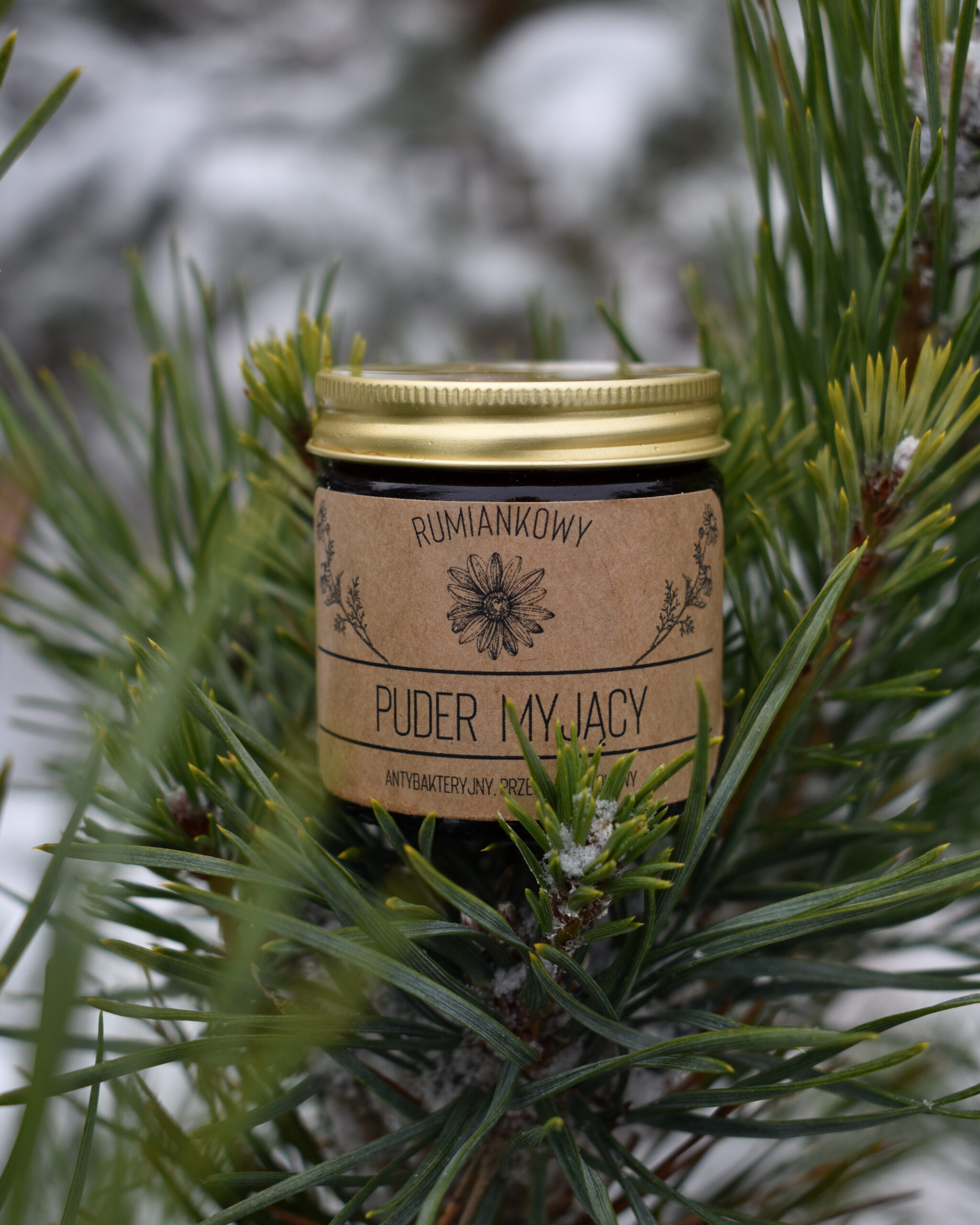 Przaśnik Zimowy - obrazek 6