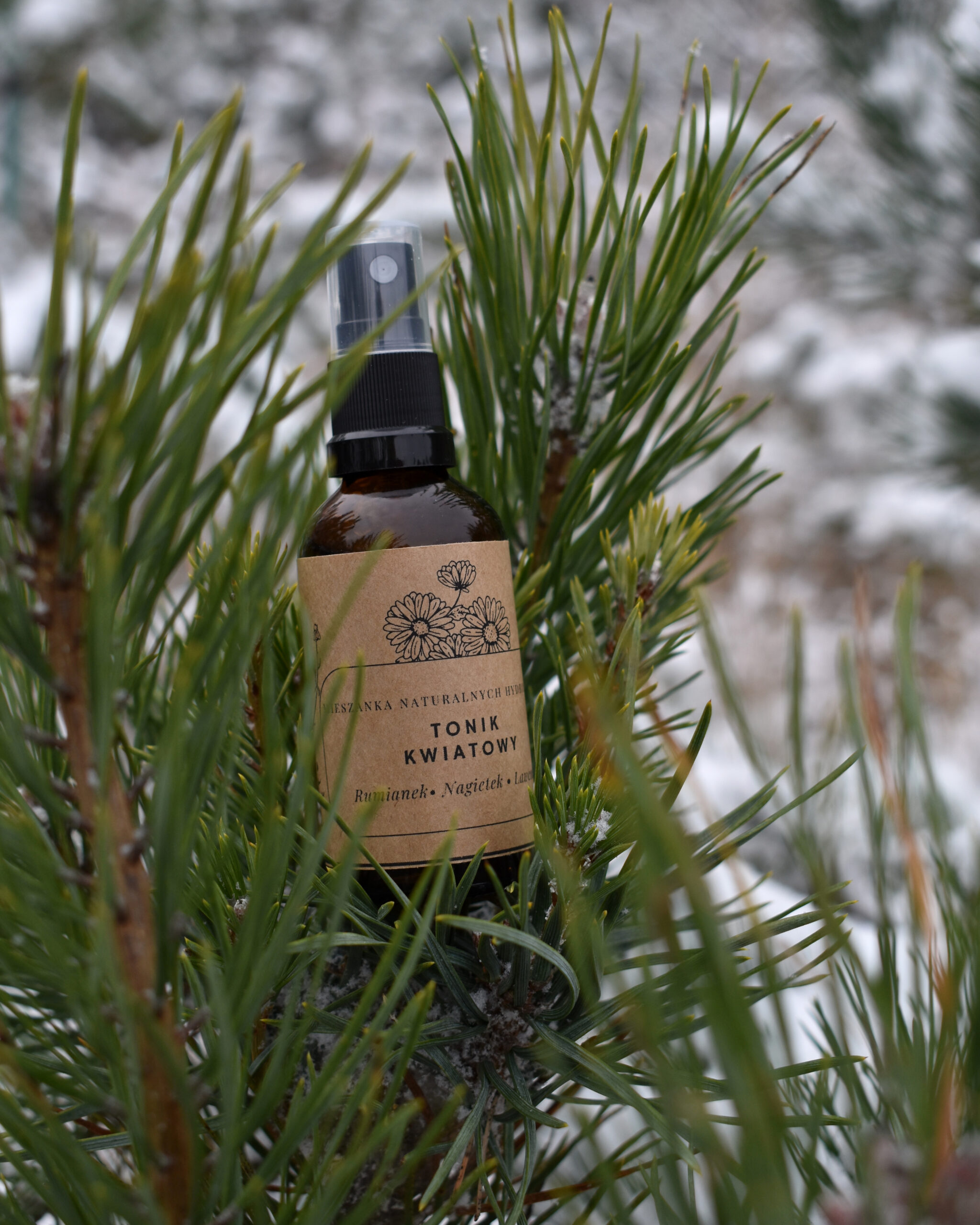 Przaśnik Zimowy - obrazek 7