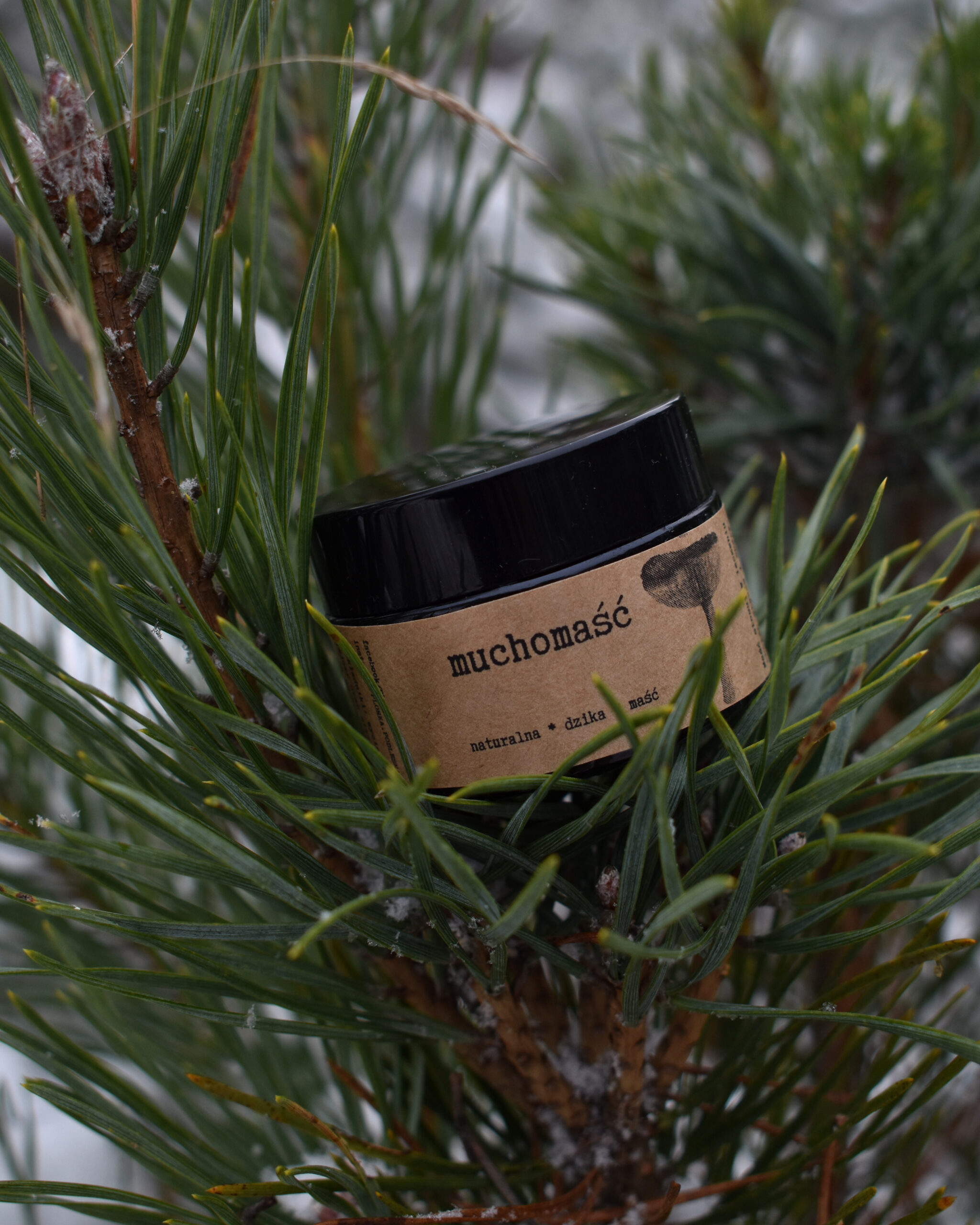 Przaśnik Zimowy - obrazek 8