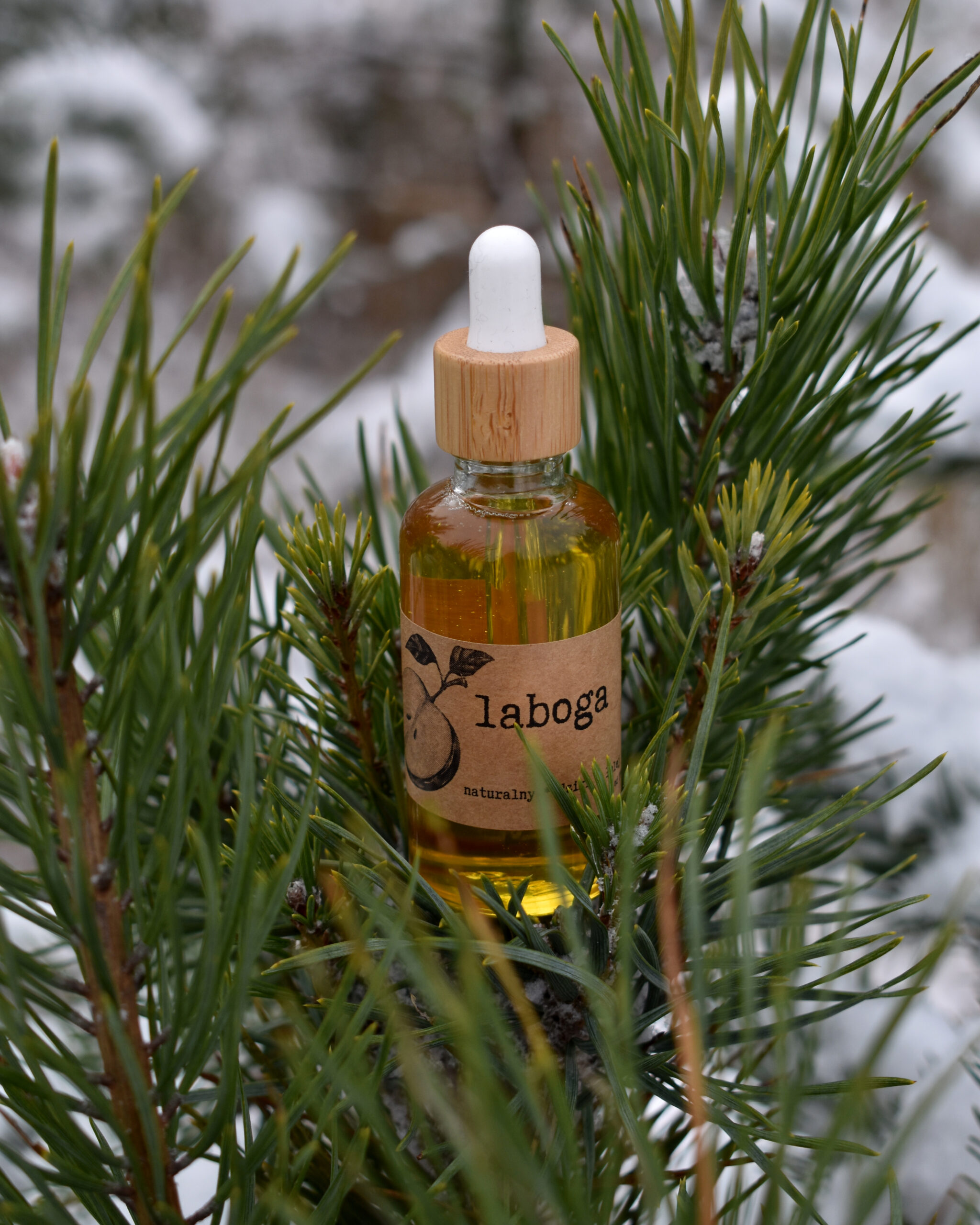 Przaśnik Zimowy - obrazek 9