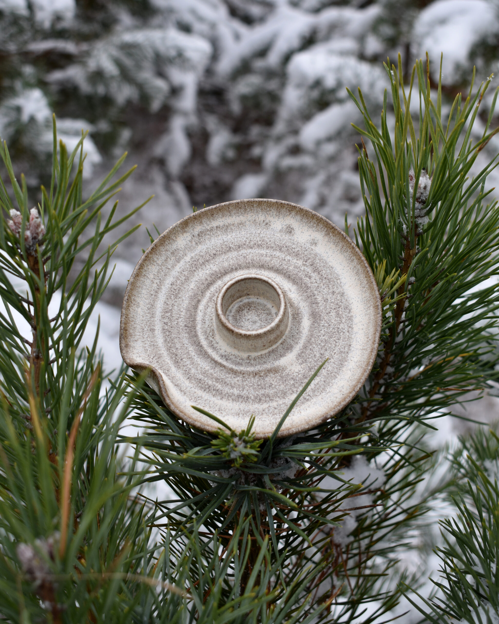 Przaśnik Zimowy - obrazek 10