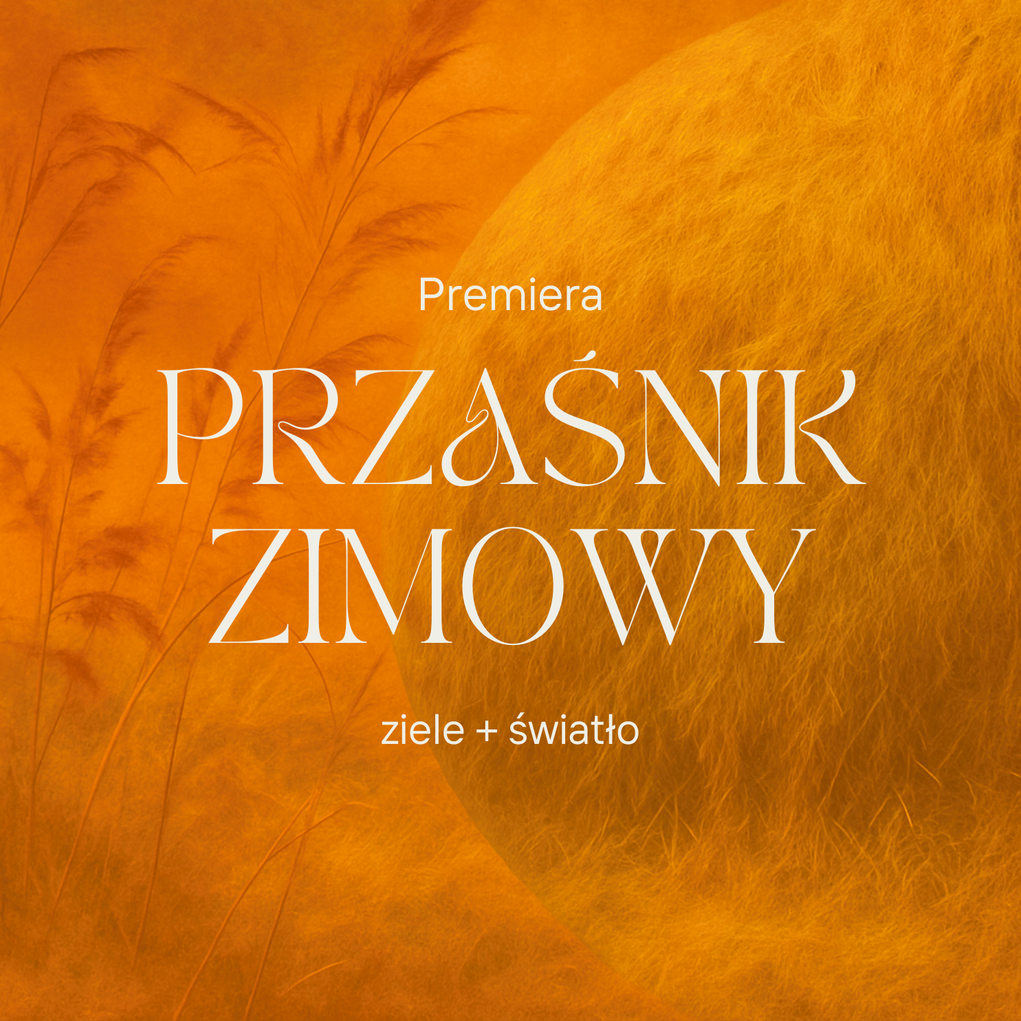 Przaśnik Zimowy 2025 PREMIERA